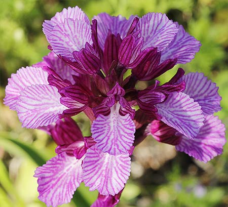 Racimo de flores de la orquídea mariposa (Orchis papilionacea)