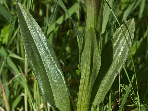 Racimo de flores de la orquídea mariposa (Orchis papilionacea)