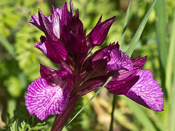 Racimo de flores de la orquídea mariposa (Orchis papilionacea)