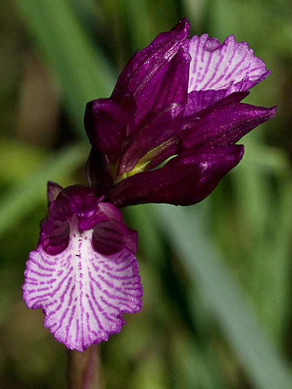 Racimo de flores de la orquídea mariposa (Orchis papilionacea)