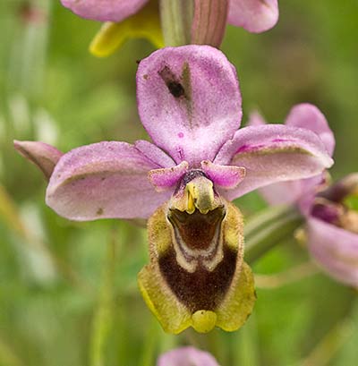 Orquídea avispa