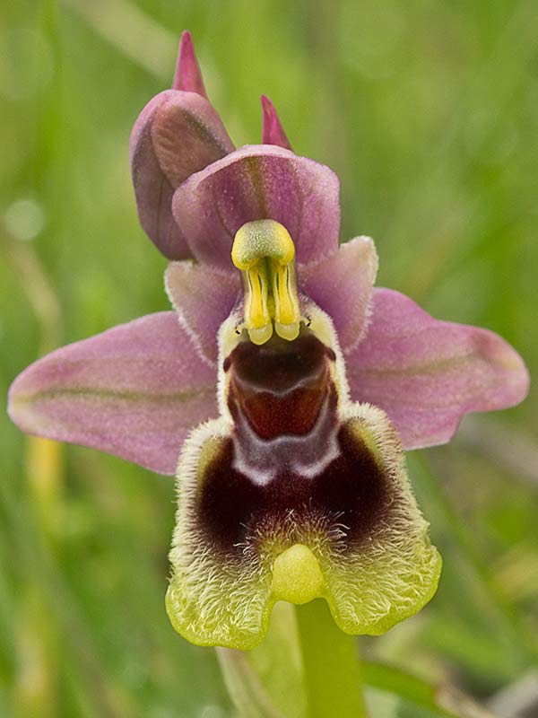 Orquídea avispa (Ophrys tenthredinifera)