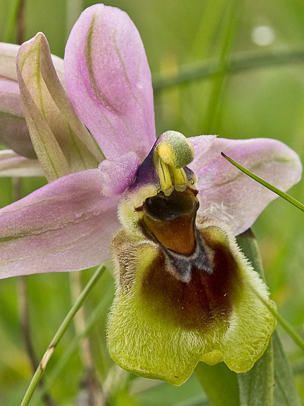 Orquídea avispa (Ophrys tenthredinifera)