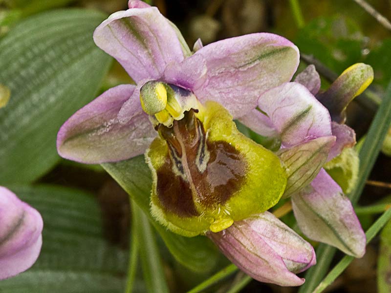 Orquídea avispa (Ophrys tenthredinifera)