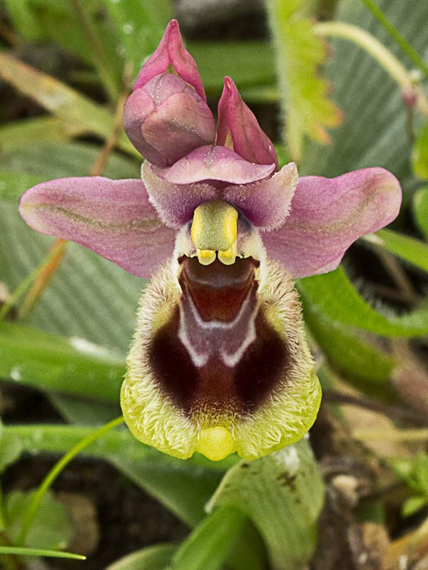 Orquídea avispa (Ophrys tenthredinifera)