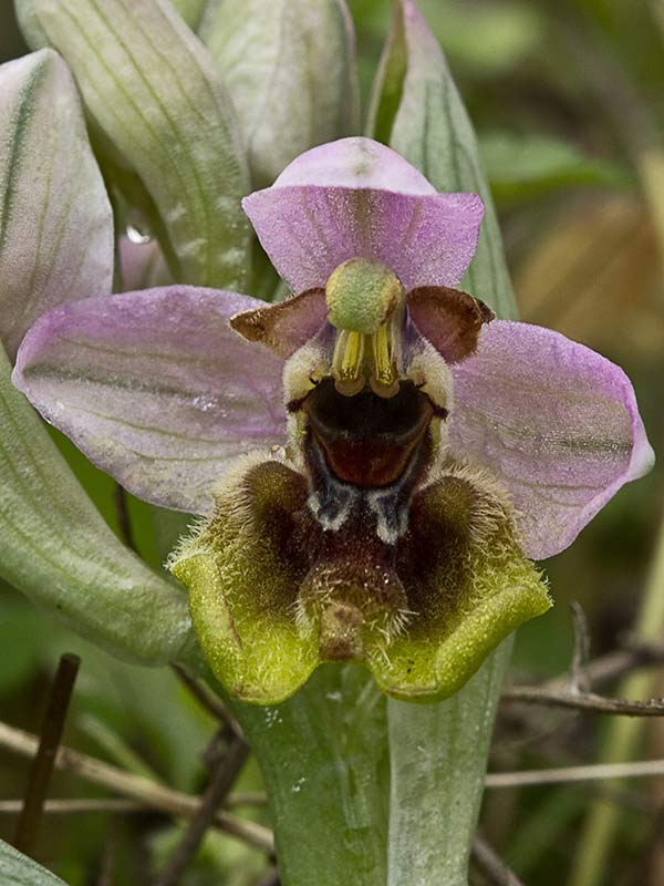 Orquídea avispa (Ophrys tenthredinifera)
