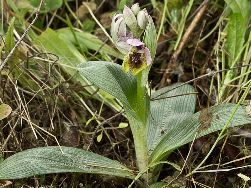 Orquídea avispa (Ophrys tenthredinifera)