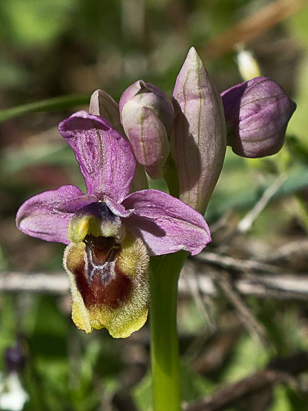 Orquídea avispa (Ophrys tenthredinifera)