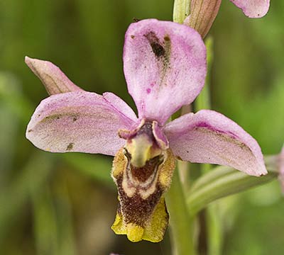Orquídea avispa