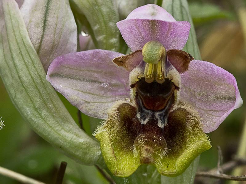 Orquídea avispa (Ophrys tenthredinifera)