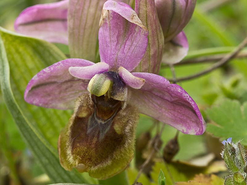 Orquídea avispa (Ophrys tenthredinifera)