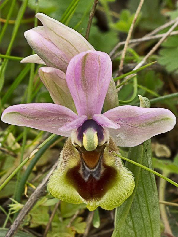 Orquídea avispa (Ophrys tenthredinifera)