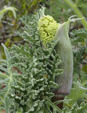 Orquídea lagarto germinando (Himantoglossum hircinum)
