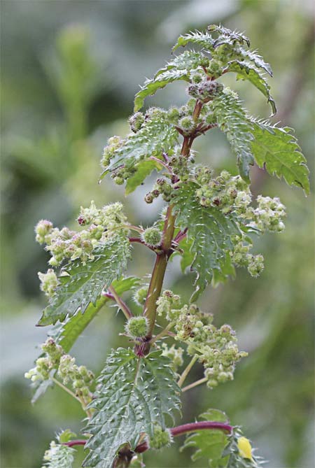 Ortiga romana (Urtica pilulifera)