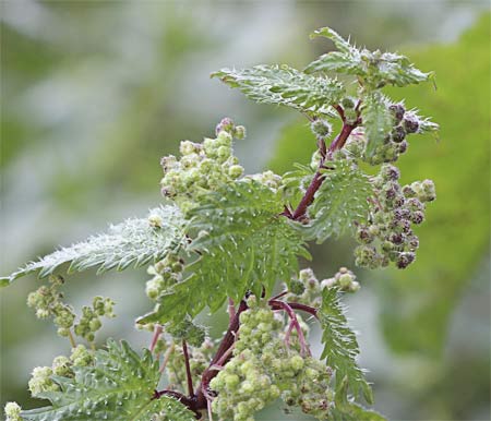 Ortiga romana (Urtica pilulifera)