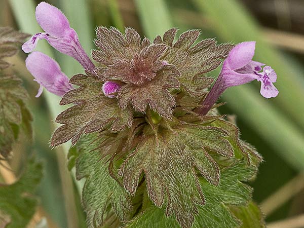 Ortiga híbrida (Lamium hybridum)