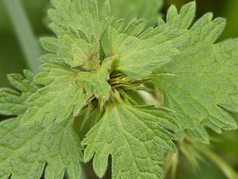 Ortiga híbrida (Lamium hybridum)