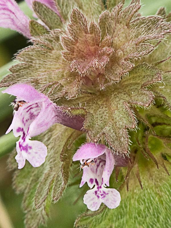 Ortiga híbrida (Lamium hybridum)