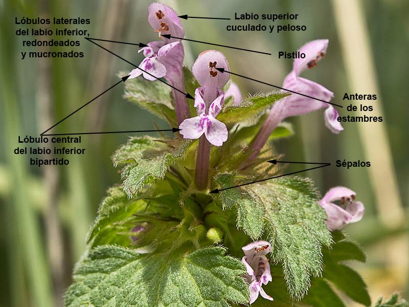 Ortiga híbrida (Lamium hybridum)