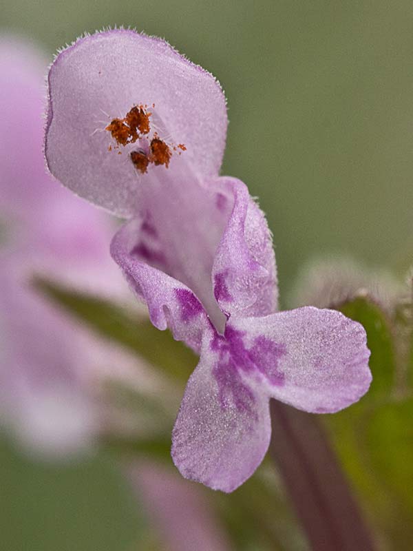Ortiga híbrida (Lamium hybridum)