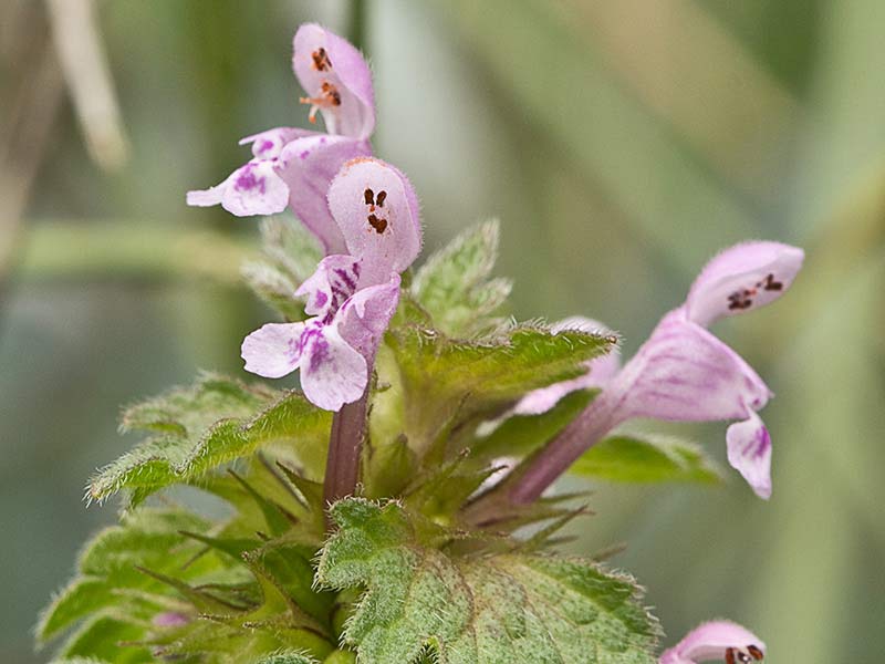 Ortiga híbrida (Lamium hybridum)