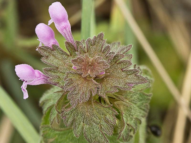 Ortiga híbrida (Lamium hybridum)