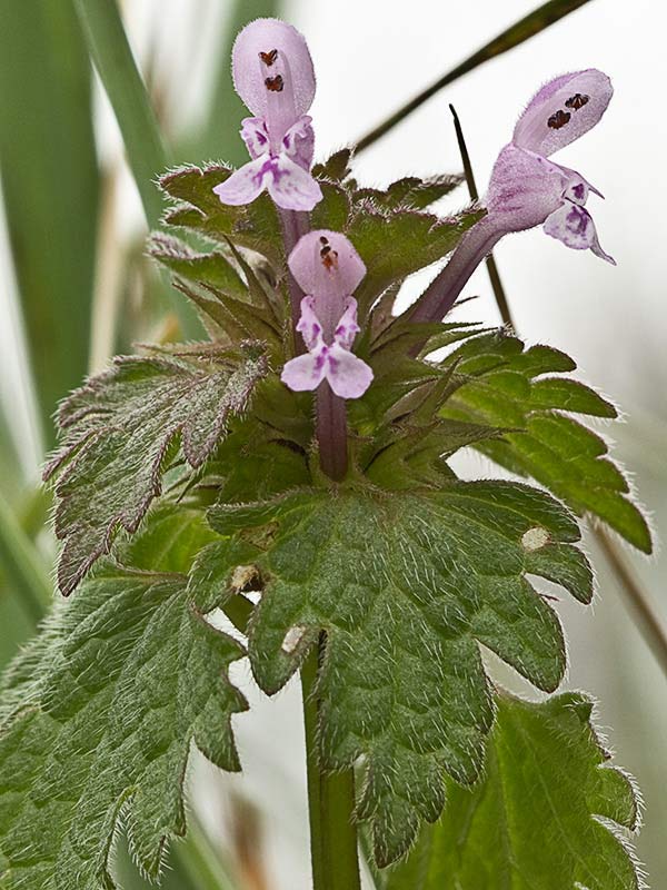 Ortiga híbrida (Lamium hybridum)