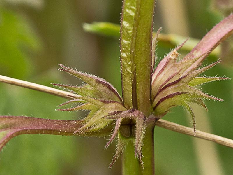 Ortiga híbrida (Lamium hybridum)