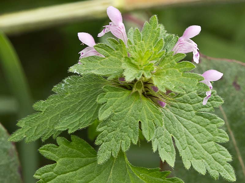 Ortiga híbrida (Lamium hybridum)