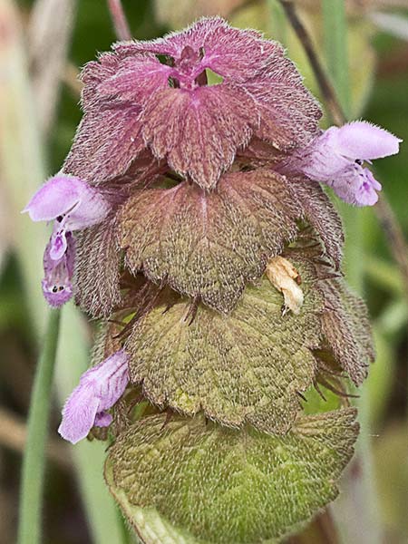 Lamio púrpura u ortiga roja (Lamium purpureum)