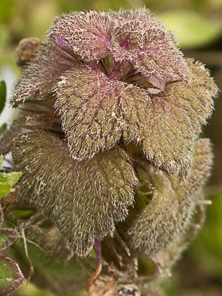 Lamio púrpura u ortiga roja (Lamium purpureum)