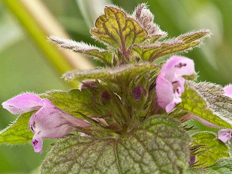 Lamio púrpura u ortiga roja (Lamium purpureum)