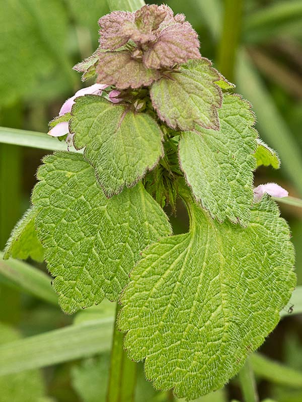 Lamio púrpura u ortiga roja (Lamium purpureum)