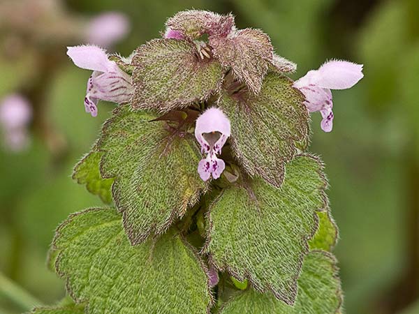 Lamio púrpura u ortiga roja (Lamium purpureum)