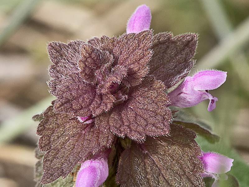 Lamio púrpura u ortiga roja (Lamium purpureum)