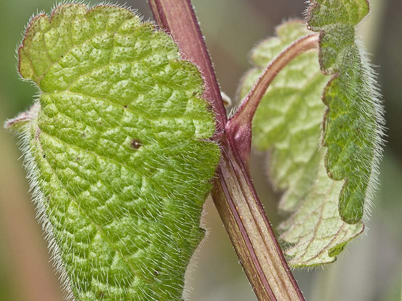 Lamio púrpura u ortiga roja (Lamium purpureum)