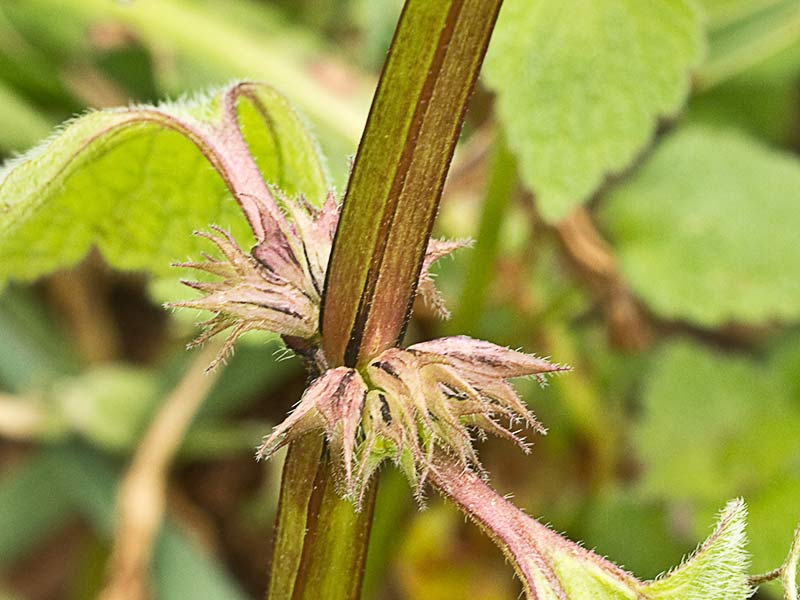 Lamio púrpura u ortiga roja (Lamium purpureum)