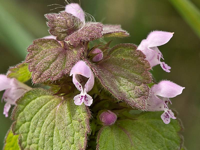Lamio púrpura u ortiga roja (Lamium purpureum)