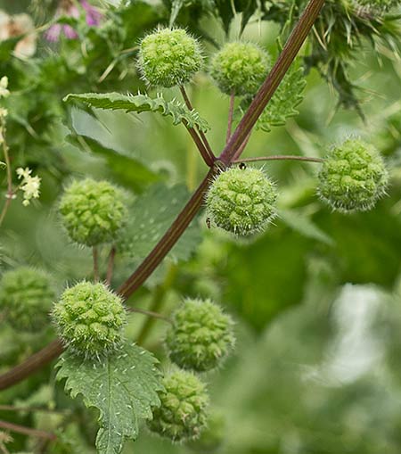 Ortiga romana (Urtica pilulifera)