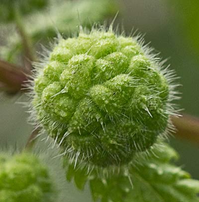 Ortiga romana (Urtica pilulifera)