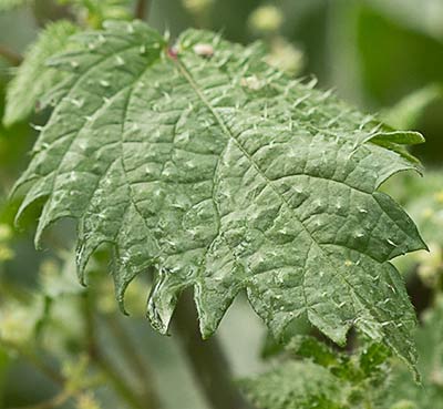 Ortiga romana (Urtica pilulifera)