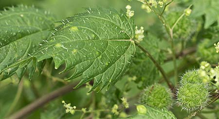 Ortiga romana (Urtica pilulifera)