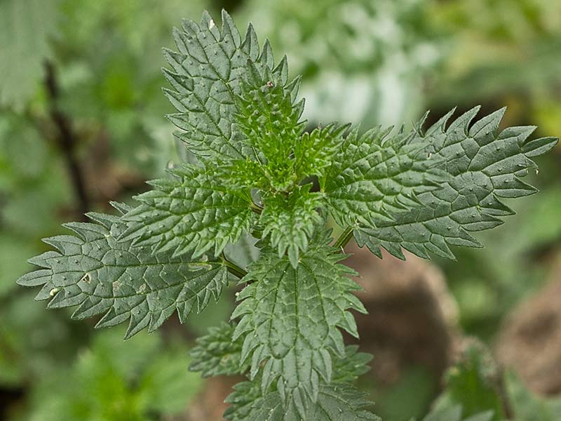 Ortiga romana (Urtica pilulifera)