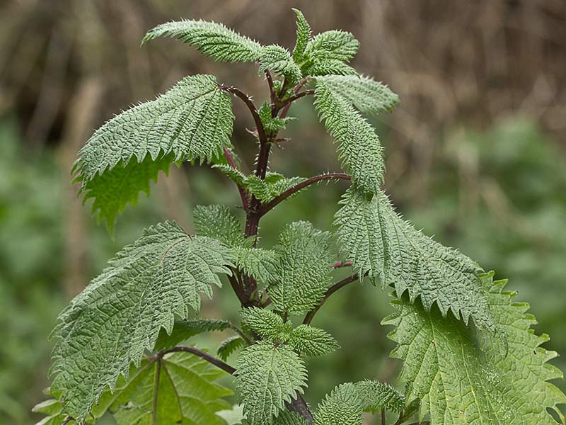 Ortiga romana (Urtica pilulifera)