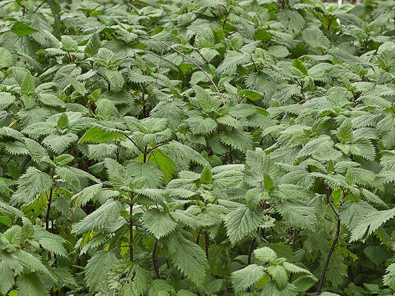 Ortiga romana (Urtica pilulifera)