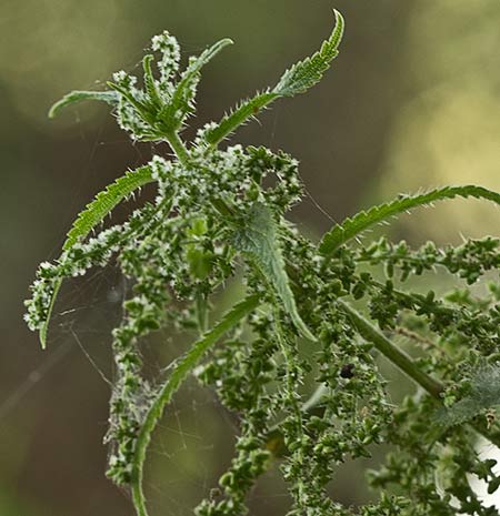Urtica urens y dioica