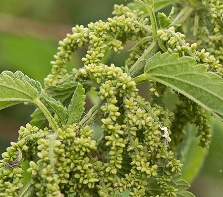 Urtica urens y dioica