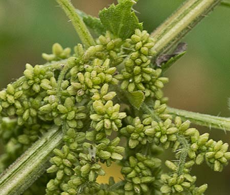 Urtica urens y dioica