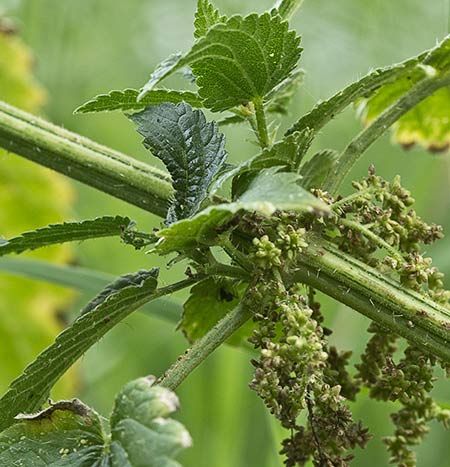 Urtica urens y dioica