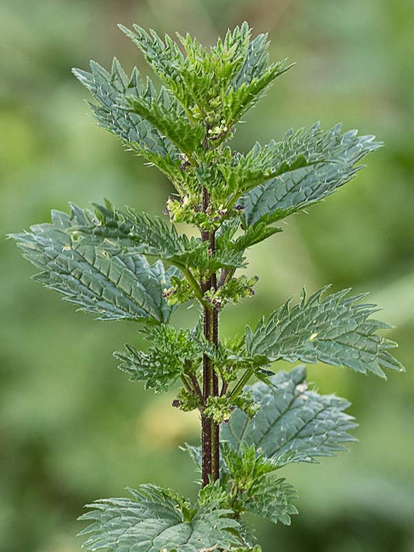 Urtica urens y dioica